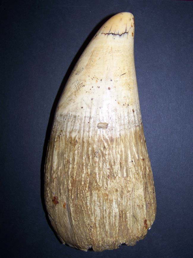 A MASSIVE Raw Antique Sperm Whale Tooth measuring 9 3/4" and weighing a whopping 3 pounds 1.2 ounces. — image 2
